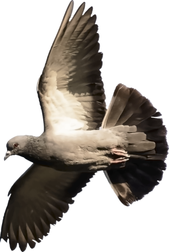 columbidae pigeon flying with wings open